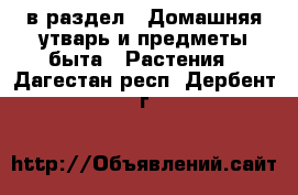  в раздел : Домашняя утварь и предметы быта » Растения . Дагестан респ.,Дербент г.